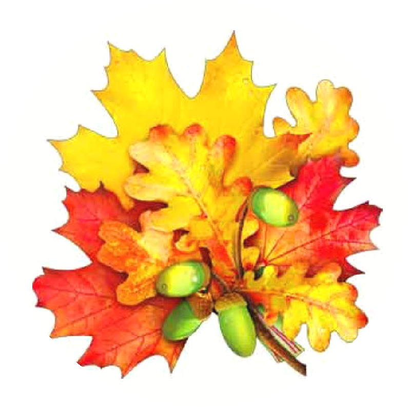 Осенние листочки. Красивые осенние листья для оформления. Листья для украшения класса к 1 сентября. Осенние листья для детского сада. Листья для оформления класса