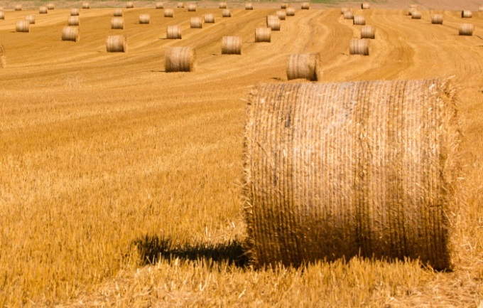 https://get.pxhere.com/photo/landscape-plant-hay-field-wheat-prairie-summer-food-harvest-crop-soil-agriculture-plain-stubble-grassland-straw-eifel-harvested-round-bales-straw-bales-harvest-time-pellenz-grass-family-540457.jpg