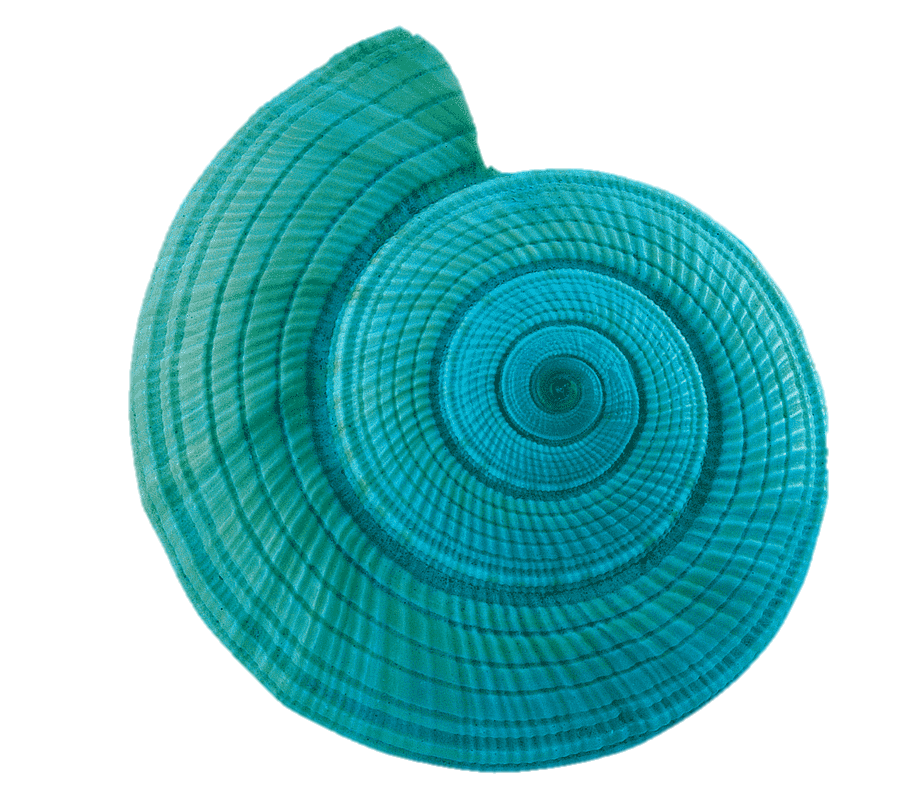 Конч Морская улитка, Синяя ракушка, синий, морепродукты, спираль png |  PNGWing