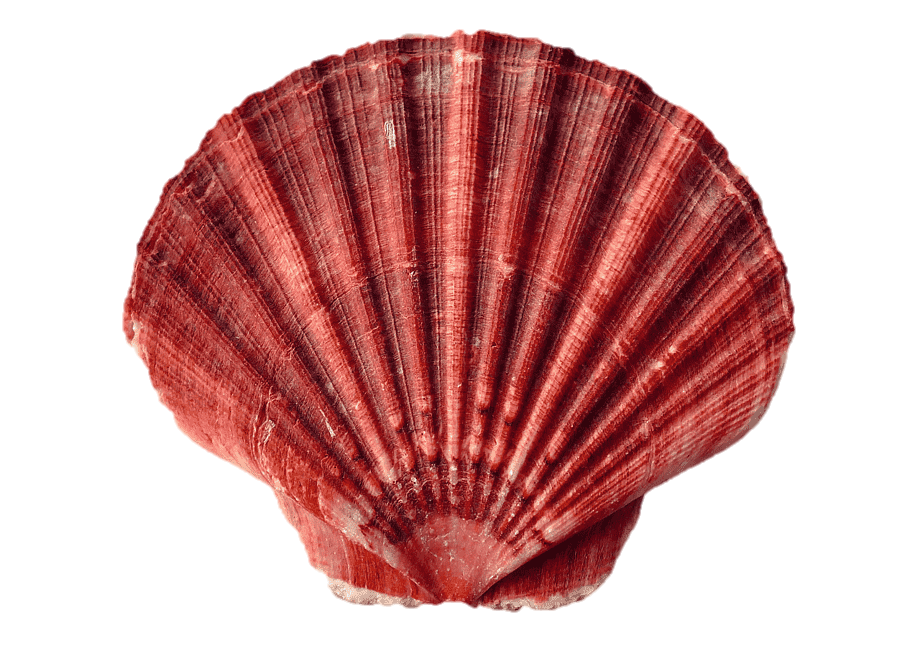 Моллюск Раковина Устрица Моллюск Ракушка морская ракушка, пляж, животные,  экзоскелет png | PNGWing
