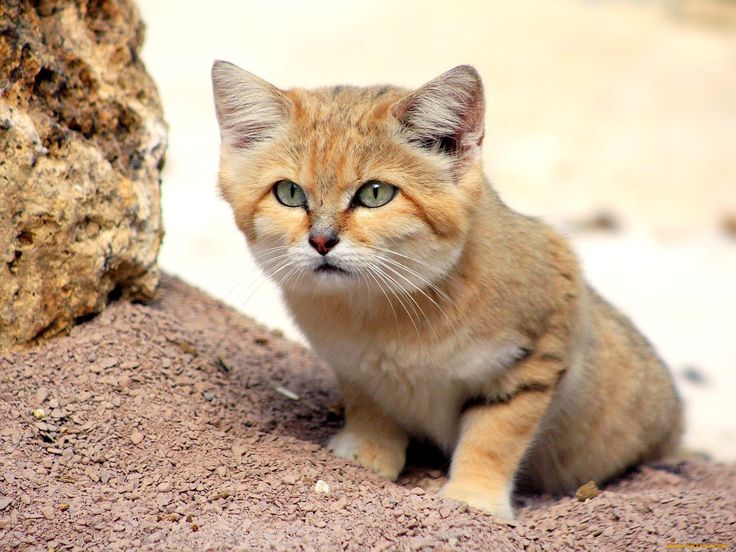 Песчаные или барханные кошки - самые мелкие среди диких кошек | Песчаная  кошка, Кошки и котята, Дикие животные