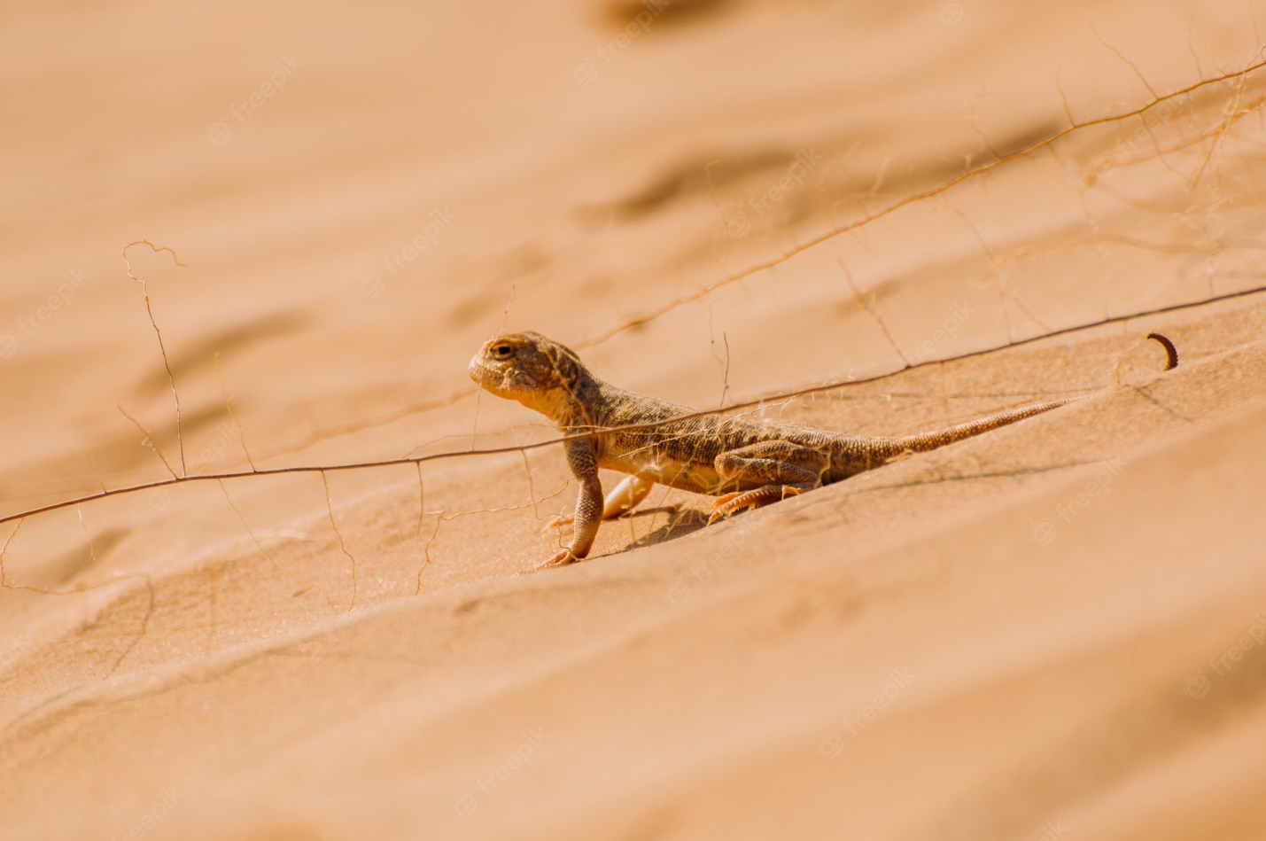Ящерица в пустыне на желтом песке. рептилия в пустыне | Премиум Фото