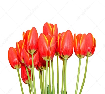 https://st3.depositphotos.com/12145148/15224/i/950/depositphotos_152244978-stock-photo-red-orange-tulips-flowers-close.jpg