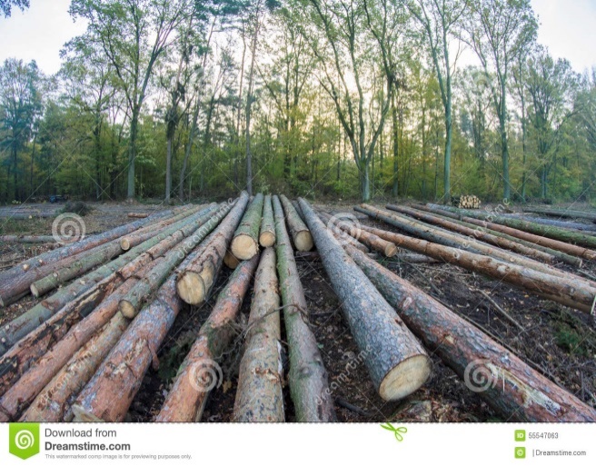 Картинки по запросу лесоводство