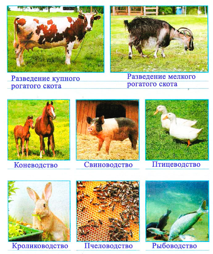Картинки по запросу животноводство окружающий мир 4 класс