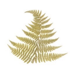 https://img.freepik.com/free-photo/pressed-dried-fern-leaf_162695-2436.jpg?size=626&ext=jpg