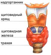 гортань